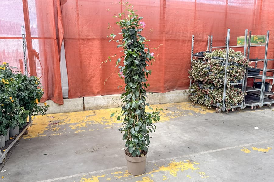 Grünpflanze Dipladenia